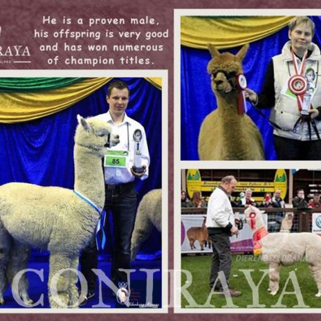 Coniraya Wessex Peruvian Julio 5