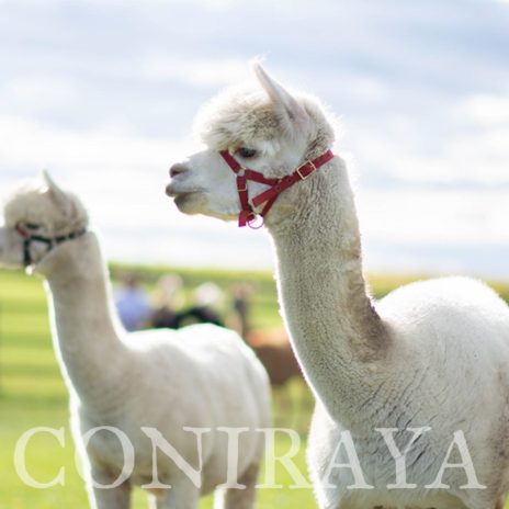 Coniraya White Boss 1