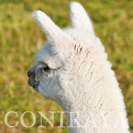 Coniraya White Boss 3