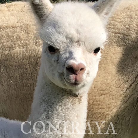 Coniraya White Katleja 2