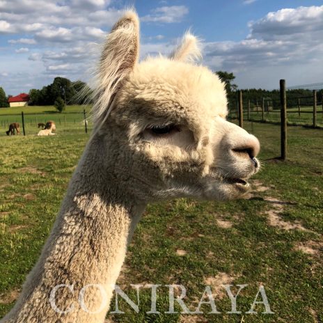 Coniraya White Kiri 2