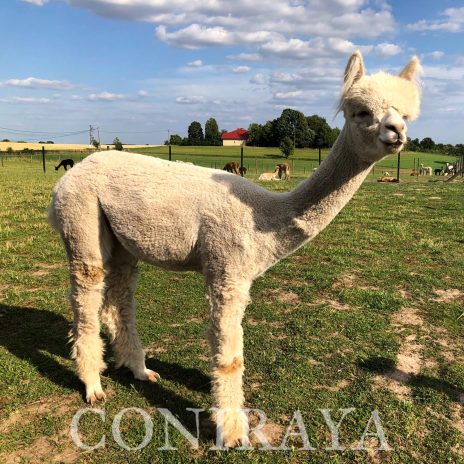 Coniraya White Kiri 3