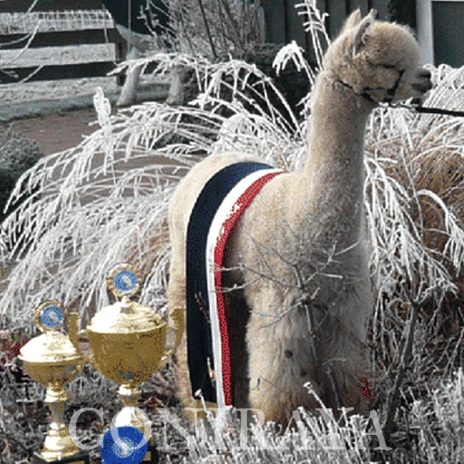 Coniraya WIT White Willi 4