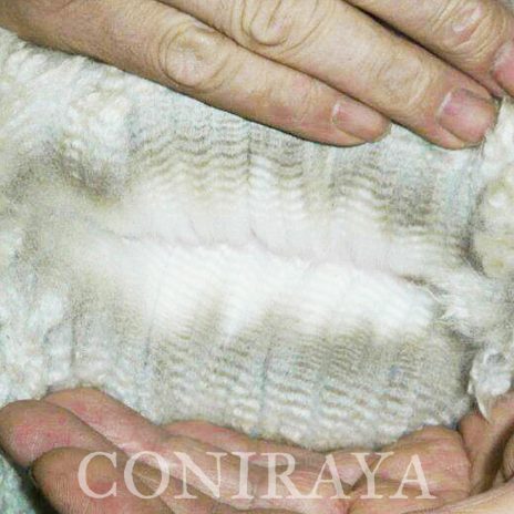 Coniraya WIT White Willi 5