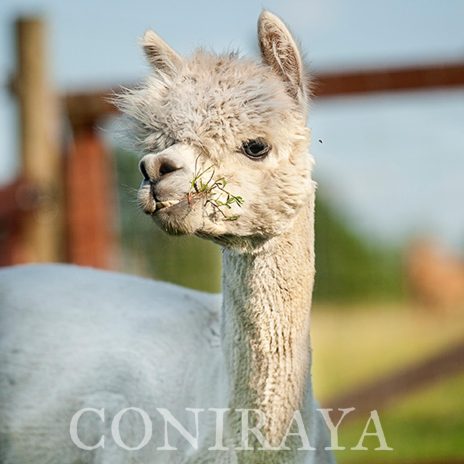 Coniraya WIT White Willi 6