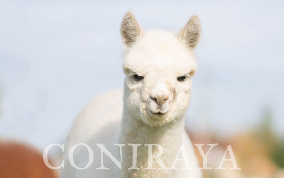 main image: Alpaki od Podstaw 13.05.2023r.