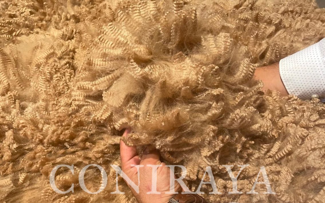 main image: Alpaki od Podstaw cz. II 15.06.2024r.