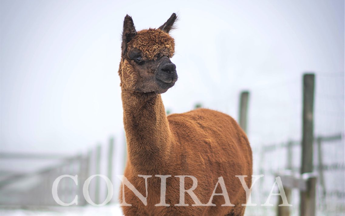 main image: Alpaki od Podstaw w Zamościu 9.10.2021r.