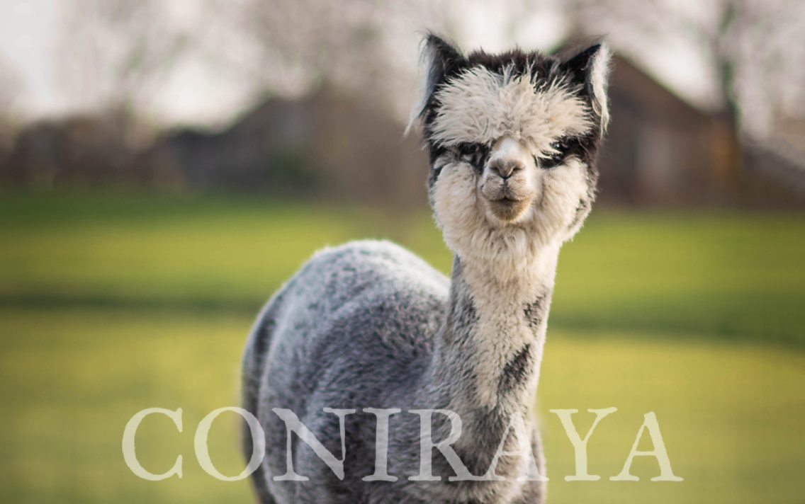 main image: Alpaki od Podstaw we Wrześni 5.02.2022r.