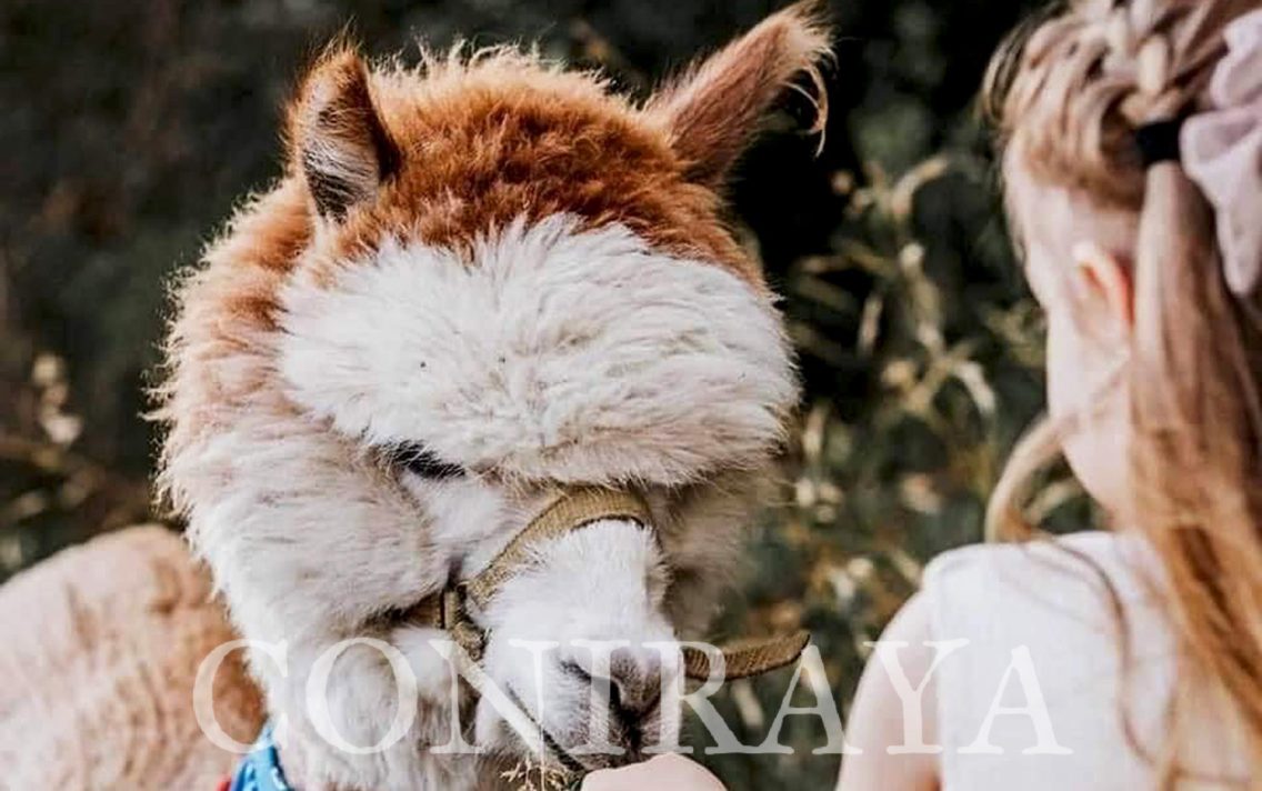 main image: Alpaki od Podstaw we Wrześni 5.11.2022r.