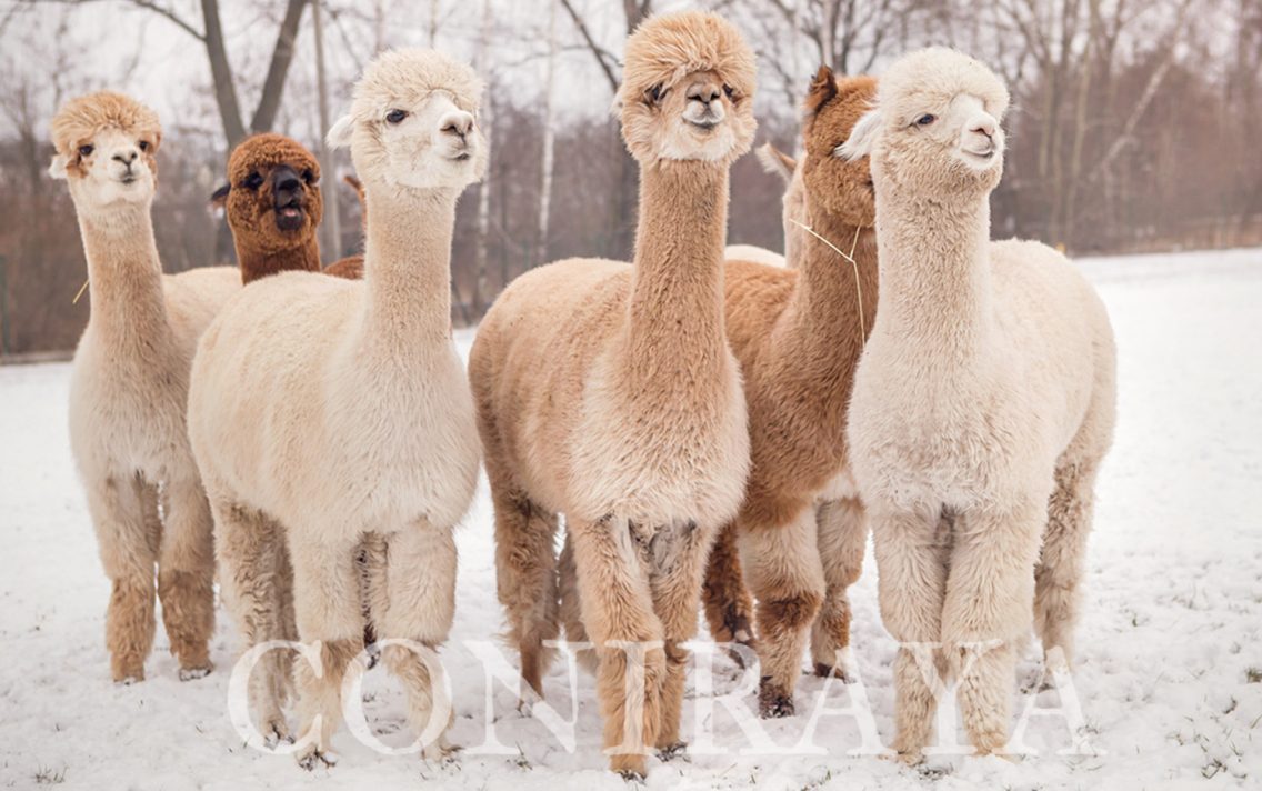 main image: Alpaki od Podstaw 1.02.2020r.