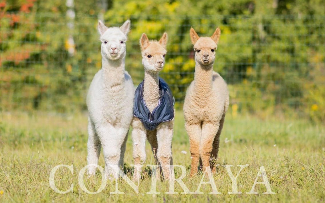 main image: Alpaki od Podstaw 4.12.2021r.