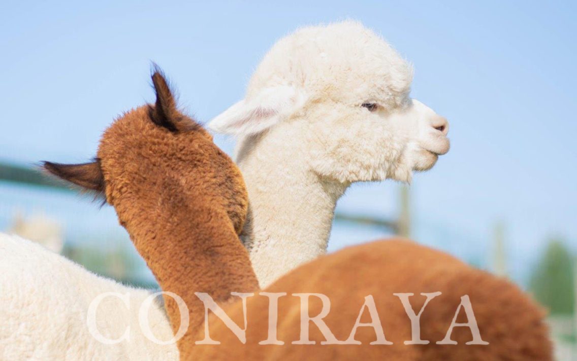 main image: Alpaki od Podstaw 18.06.2022r.