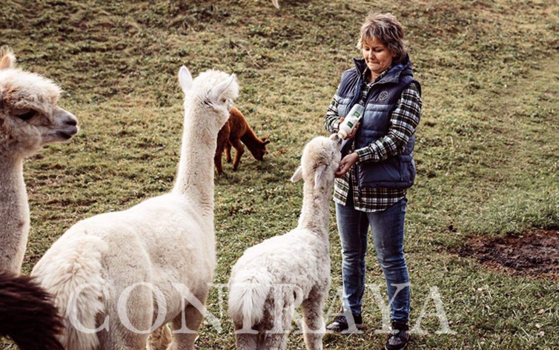main image: Alpaki od Podstaw na Okęciu 11.01.2020r.