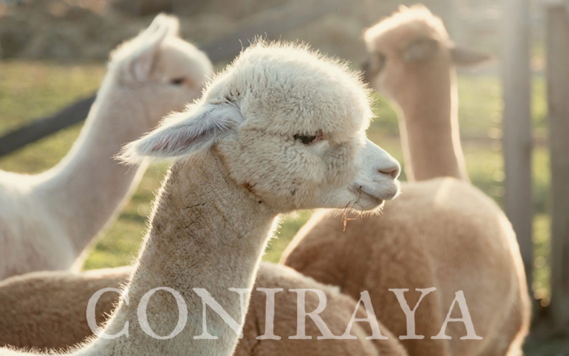 main image: Alpaki od Podstaw 30.05.2020r.