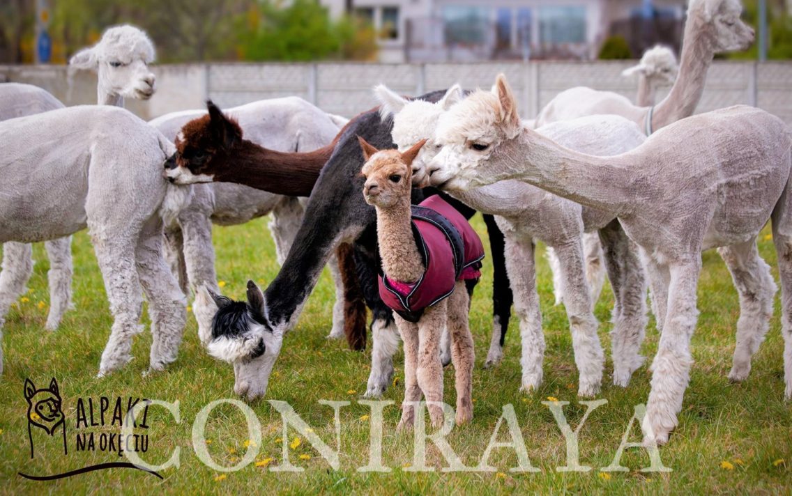 main image: Alpaki od Podstaw na Okęciu 8.08.2020r.