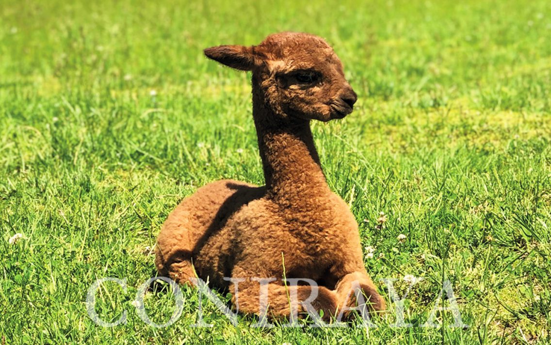 main image: Alpaki od Podstaw 19.12.2020r.