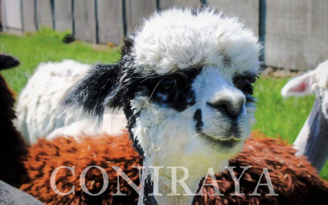 main image: Alpaki od Podstaw we Wrześni 5.12.2020r.