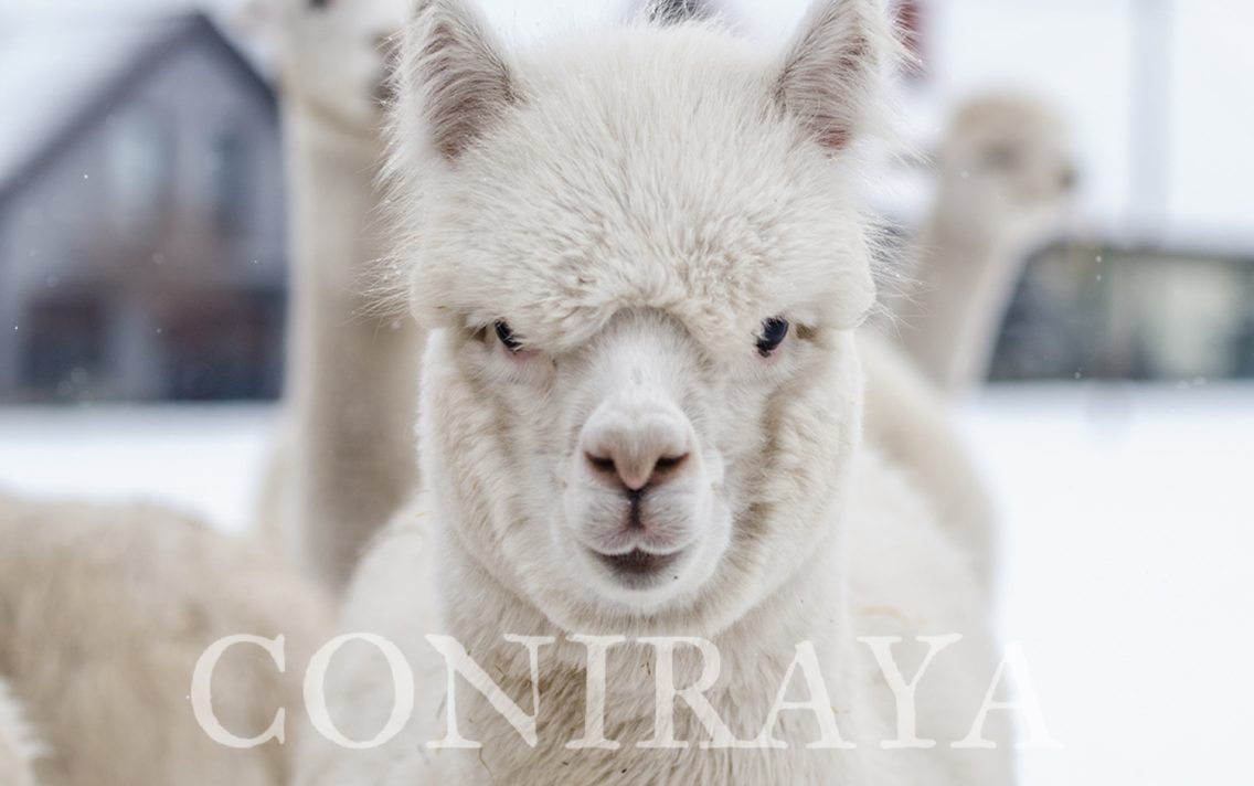 main image: Alpaki od podstaw 30.01.2021r.