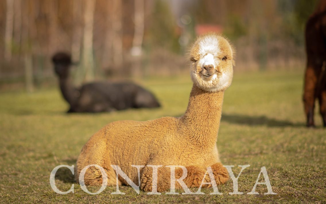 main image: Alpaki od Podstaw 20.02.2021r.