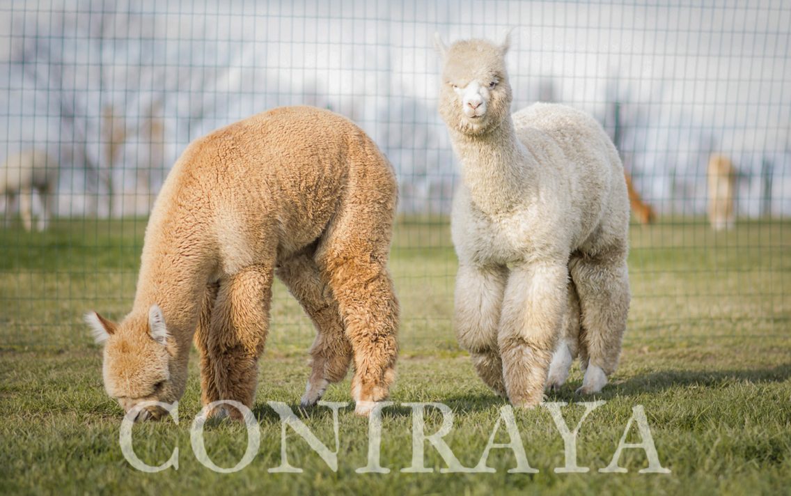 main image: Alpaki od Podstaw 8.05.2021r.