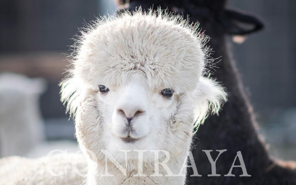 main image: Alpaki od Podstaw 29.05.2021r.