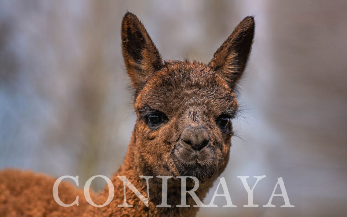 main image: Alpaki od Podstaw 3.07.2021r.