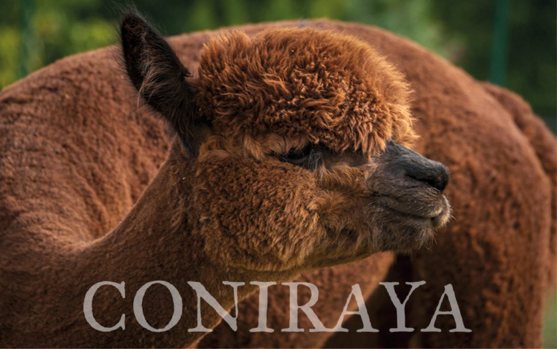 main image: Alpaki od Podstaw 13.11.2021r.