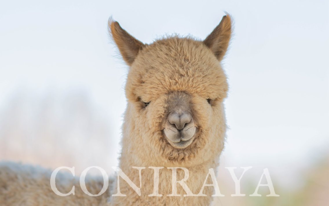 main image: Alpaki od Podstaw 21.05.2022r.