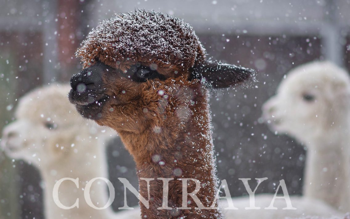 main image: Alpaki od Podstaw 22.01.2022r.