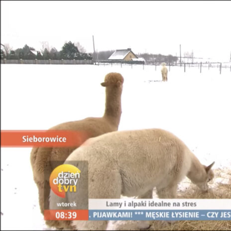 coniraya Alpaki urocze zwierzaki 2