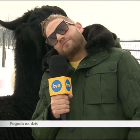 coniraya Alpaki urocze zwierzaki 3