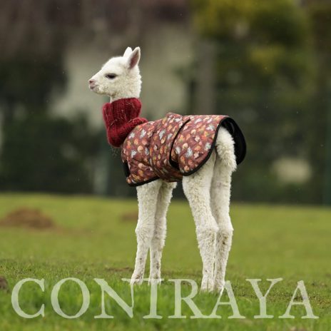 Coniraya Avenay de Calvados 1