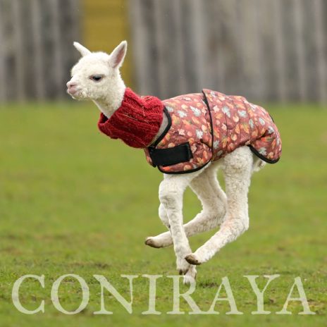 Coniraya Avenay de Calvados 2