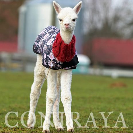 Coniraya Avenay de Calvados 3