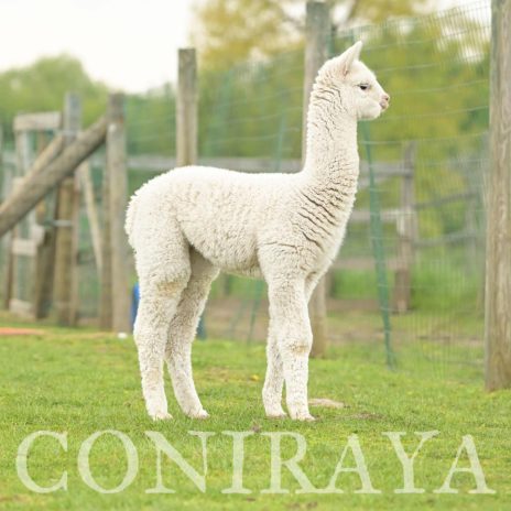 Coniraya Avenay de Calvados 5