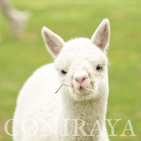 Coniraya Avenay de Calvados 6