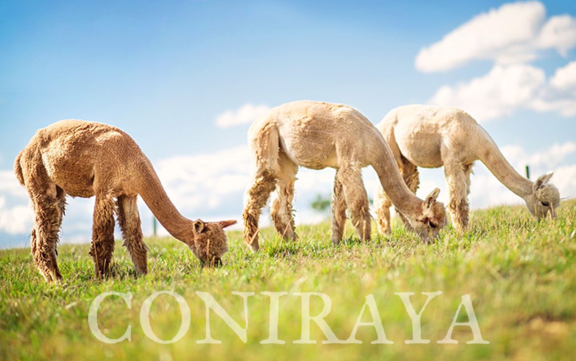 main image: Camelid Health Care 6-7.03.2020r.