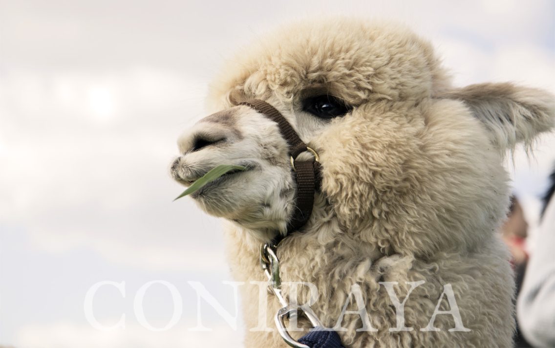 main image: Camelidynamics 22-23.08.2020r.