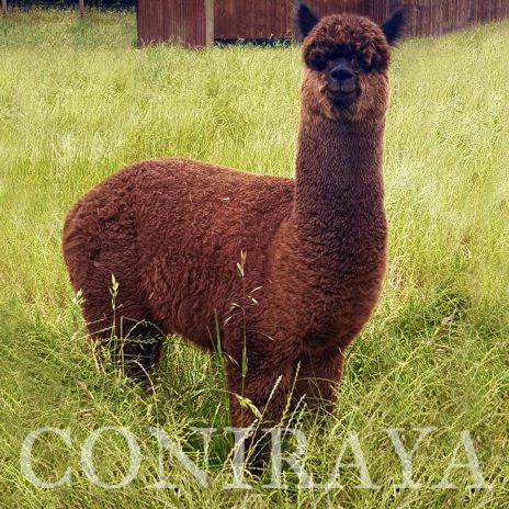 coniraya Oak Ridge Gabriel 1