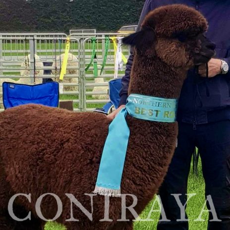 coniraya Oak Ridge Gabriel 2