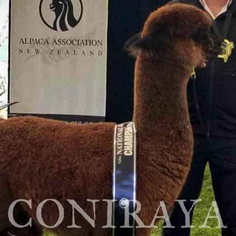 coniraya Oak Ridge Gabriel 3