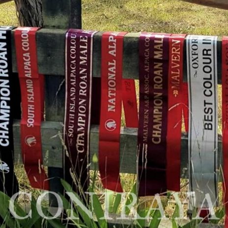 coniraya Oak Ridge Gabriel 4