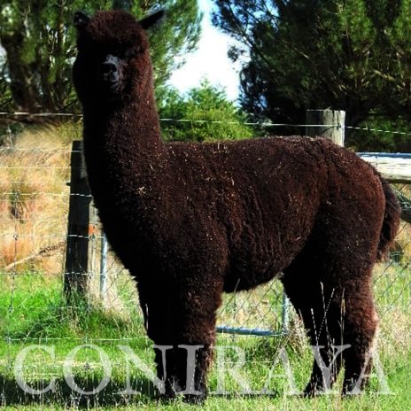 coniraya Oak Ridge Gabriel 5