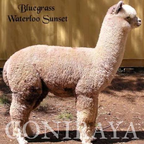 coniraya Oak Ridge Gabriel 6