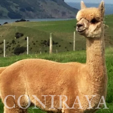 coniraya Oak Ridge Gabriel 7