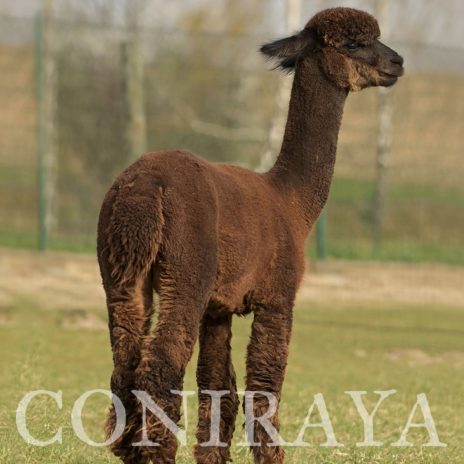 coniraya Oak Ridge Gabriel 8