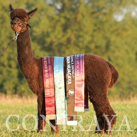 coniraya Oak Ridge Gabriel 9