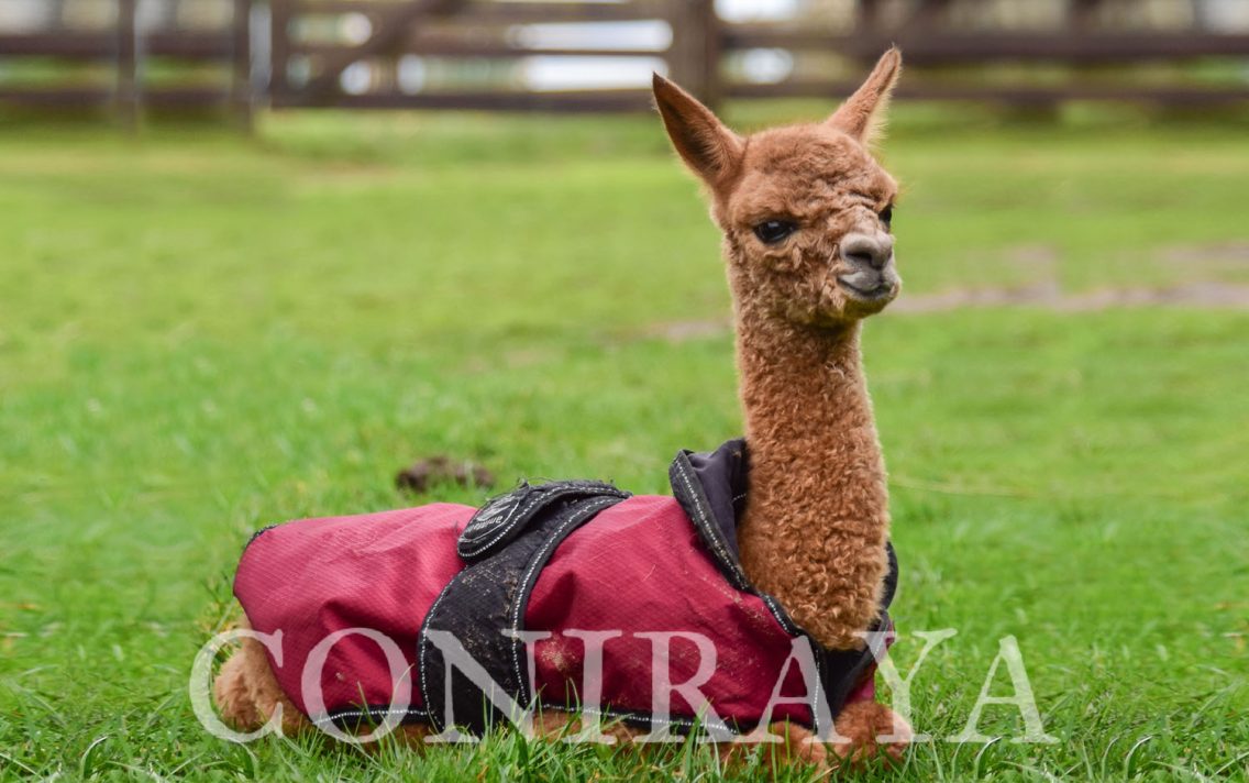 main image: Rozród i neonatologia alpak 20.05.2023r.