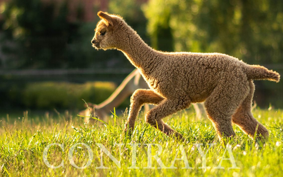 main image: Rozród i neonatologia alpak – dr. Claire Whitehead